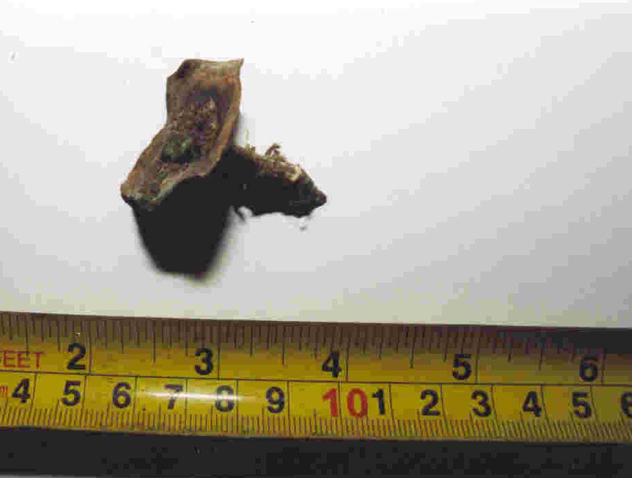 One of the sheathing samples with nail attached